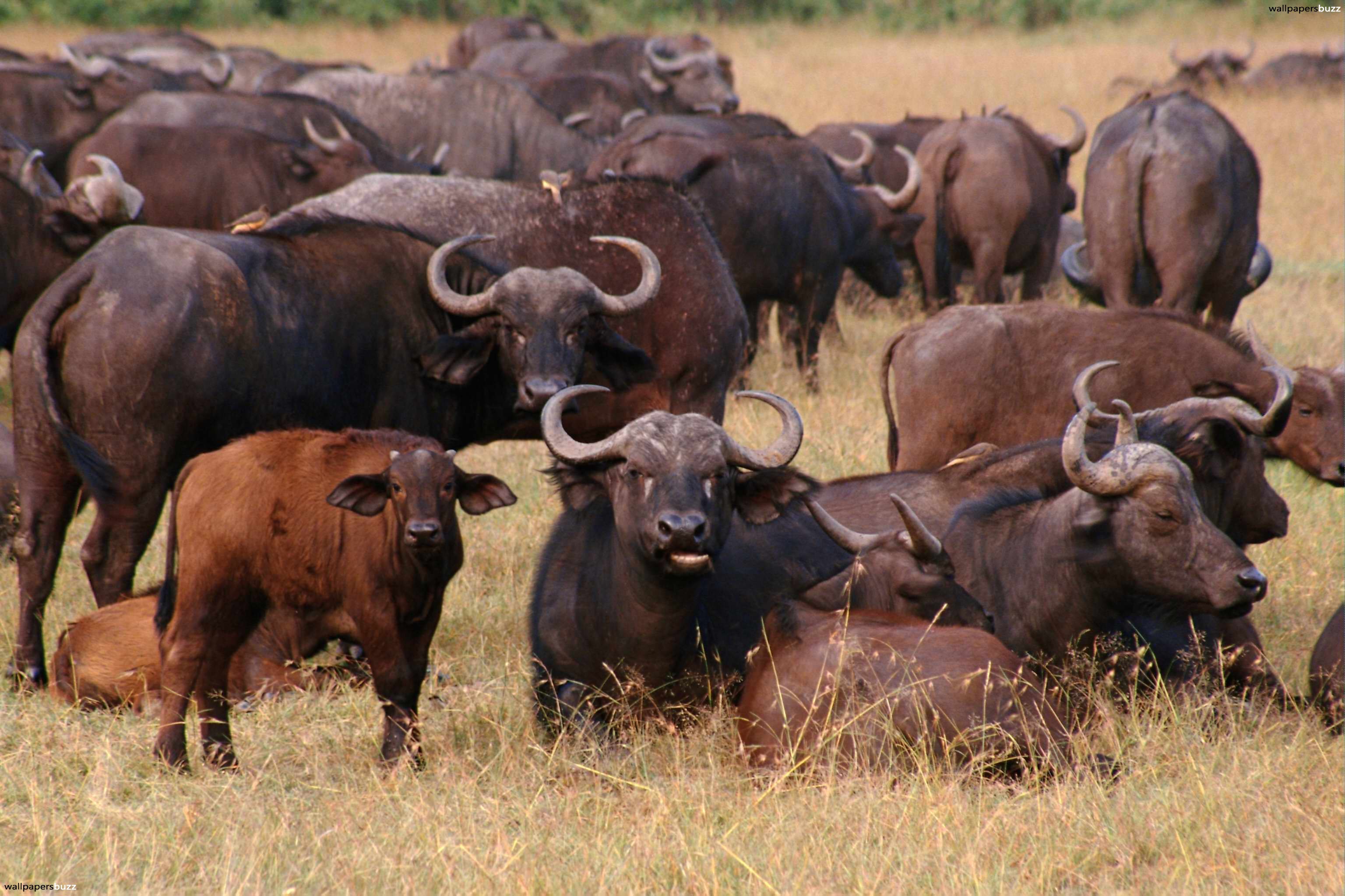 Стадо буйволов без смс